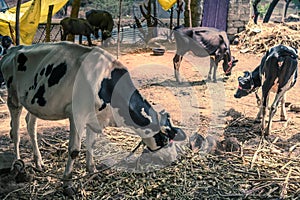 Holsteins cows dairy farm barn at Maharashtra, India. Holstein-Friesian is the most widespread cattle breed in the world