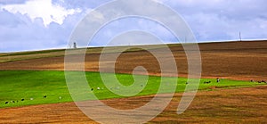 Holsteins Pasture Cultivated Field