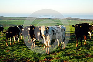 Holsten cows in a farm pasture