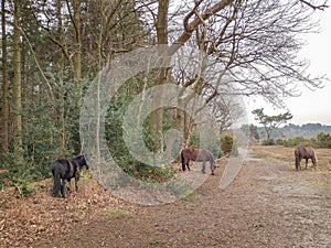 HOLT COUNTRY PARK