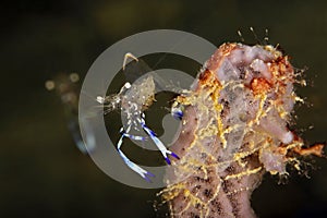 Holthuis Anemone Shrimp