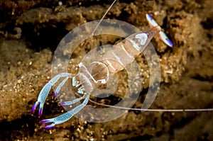 holthuis anemone shrimp
