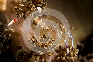 holthuis anemone shrimp