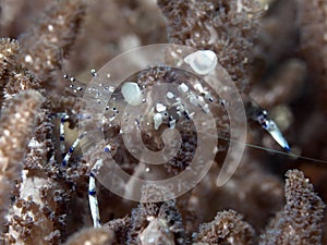 Holthuisi commensal shrimp photo