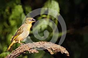 Holub`s golden weaver Ploceus xanthops, also called the African golden weaver sitting on the branch