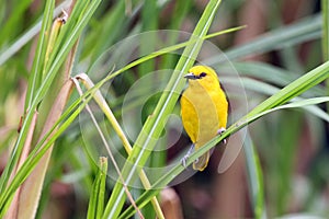 Holub`s golden weaver Ploceus xanthops, also called the African golden weaver sitting on the reed