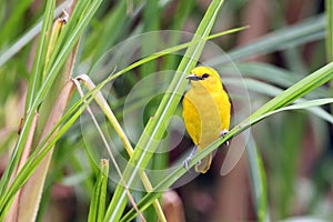 Holub`s golden weaver Ploceus xanthops, also called the African golden weaver sitting on the reed photo