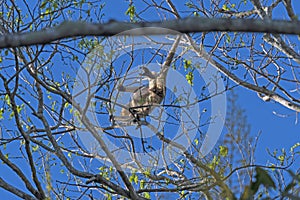 Holwer Monkey Brachiating Through the Trees photo