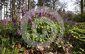 Holwortel, Hollowwort, Corydalis cava photo