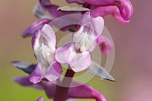 Holwortel, Hollowwort, Corydalis cava photo