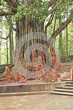 Holy banyan tree in the temple
