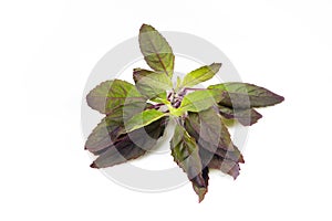 Holy basil