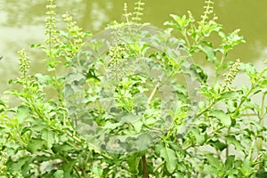 Holy basil