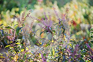 Holy basil