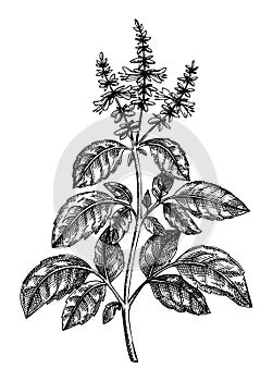 Holy Basil. Adaptogenic plant botanical sketch. Hand-sketched Holy Basil illustration. Great for traditional medicine, cosmetology