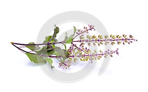 Holy basil,Basil flower, stalk and leaves isolated on a white