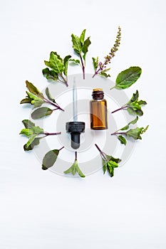 Holy Basil Essential Oil in a Glass Bottle with Fresh Holy Basil