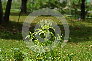 Holy basil, herb use a ingredient of food and medicine