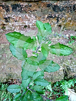 Holy basil