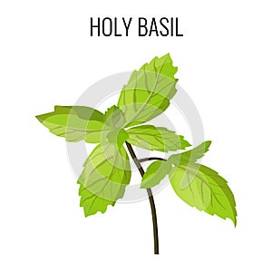 Holy basil isolated stem with green leaves