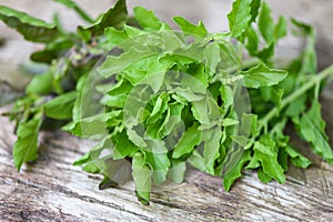 Holy basil leaf nature vegetable garden on wooden table kitchen herb and food - Ocimum sanctum green sweet basil in thailand