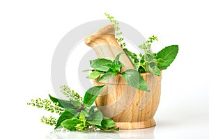the Holy basil leaves with flower in wooden mortar on white bac