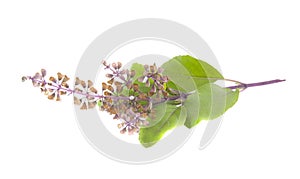 Holy basil leaves and flowers