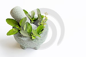 Holy basil leaves in stone mortar and pestle on white background