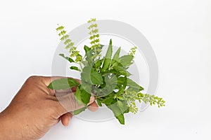 Holy basil leaves on white background