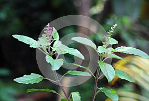 Holy Basil, Ocimum Sanctum photo