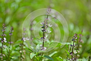 Holy Basil (Ocimum sanctum)