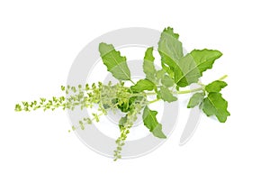 Holy Basil,Ocimum sanctum isolate on white background