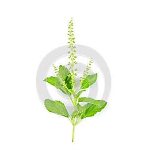 Holy Basil Ocimum sanctum  on white background. top view