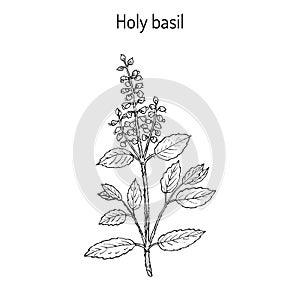 Holy Basil Ocimum tenuiflorum , or tulasi