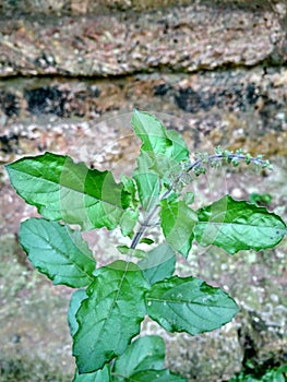 Holy basil