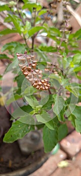 Holy basil plant with dry seed flowers.