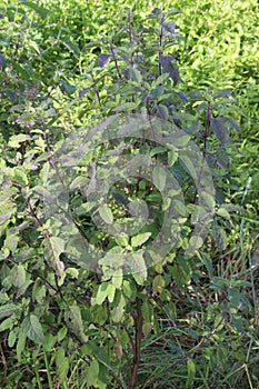 Holy Basil plant on farm