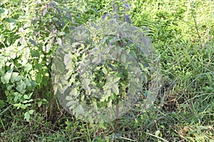 Holy Basil plant on farm