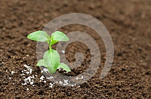 Holy basil plant in fertile soil with chemical fertilizer