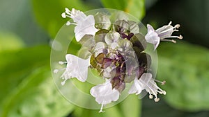 Holy basil plant flower, closeup taken from above