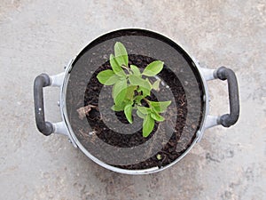Holy basil plant in the pot