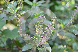 The Holy basil plant\'s tiny flowers bloom on an inflorescence in the garden