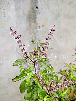 Holy basil plant, top view, seed