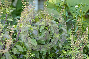 Holy basil, Sacred basil. Thai basil , Ocimum sanctum L ,Green leaves and small flowers of Ocimum tenuiflorum or Ocimum sanctum