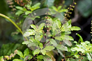 Holy basil or Sacred basil on nature background photo