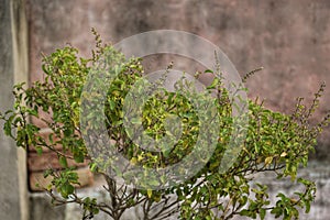 Holy basil a sacred plant in Hindu belief.