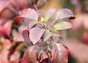Holy Basil or thulasi leaves