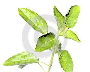 Holy Basil or thulasi leaves