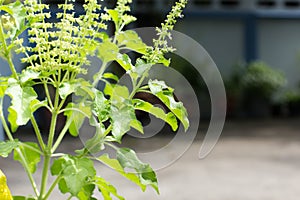 Holy basil tree blossom on sunny day