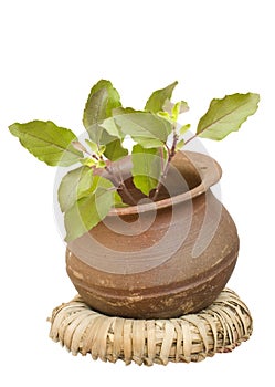 Holy basil tulasi in clay pot isolated